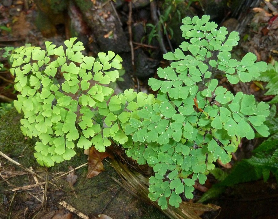 Эониум древовидный