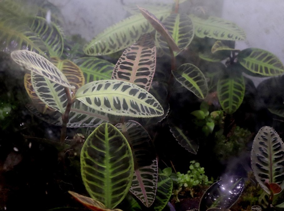 Orthophytum navioides