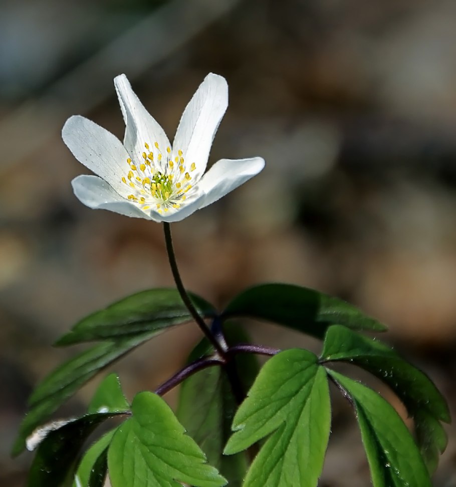 Анемона Лесная Anemone Sylvestris