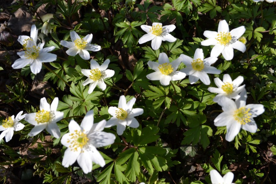 Анемон ветреница