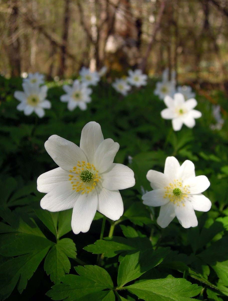 Анемона Дубравная (Anemone nemorosa)