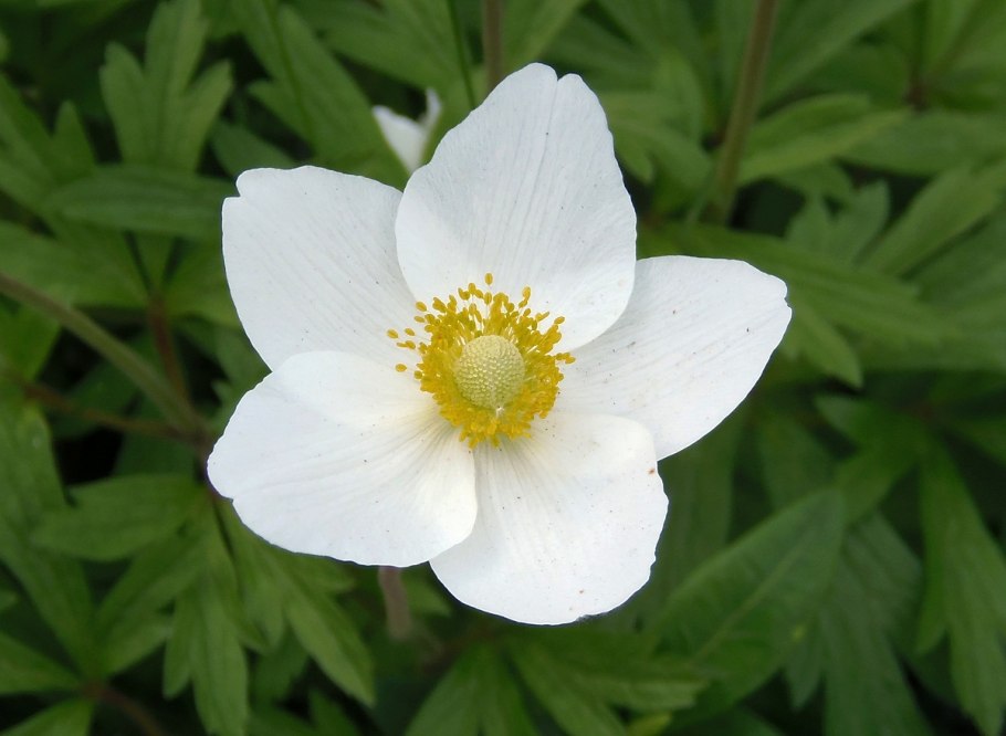 Ветреница (анемона) Лесная (Anemone Sylvestris)