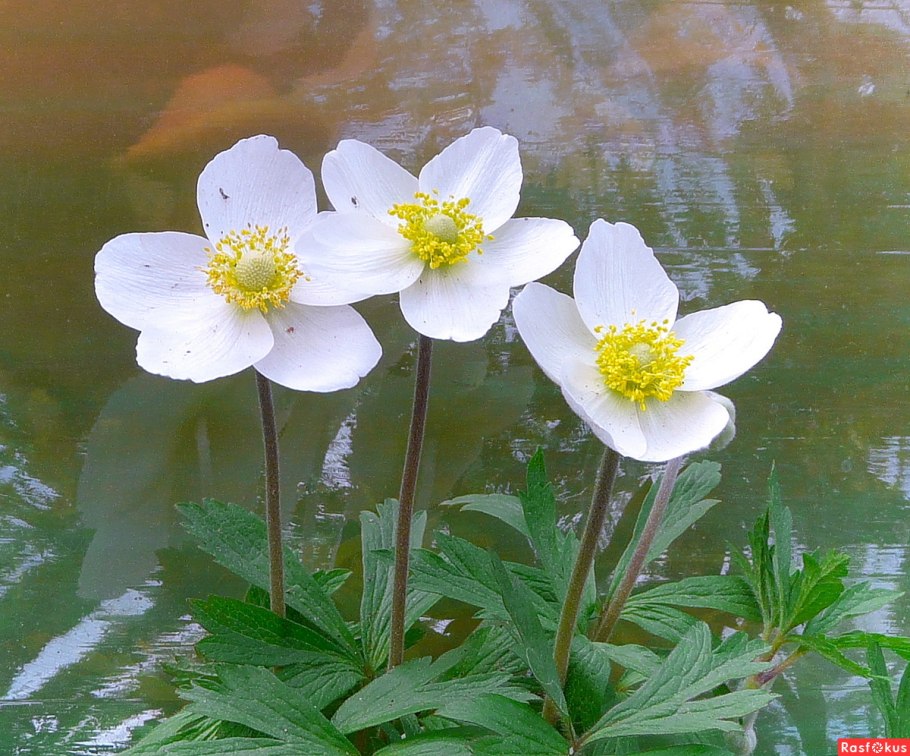 Anemone ветреница Дубравная