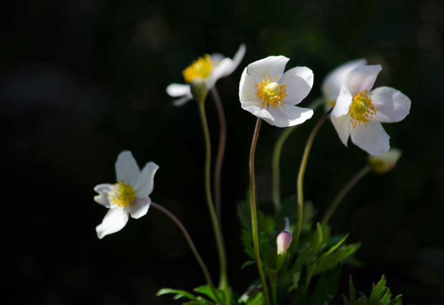 Ветреница Лесная (Anemone Sylvestris)