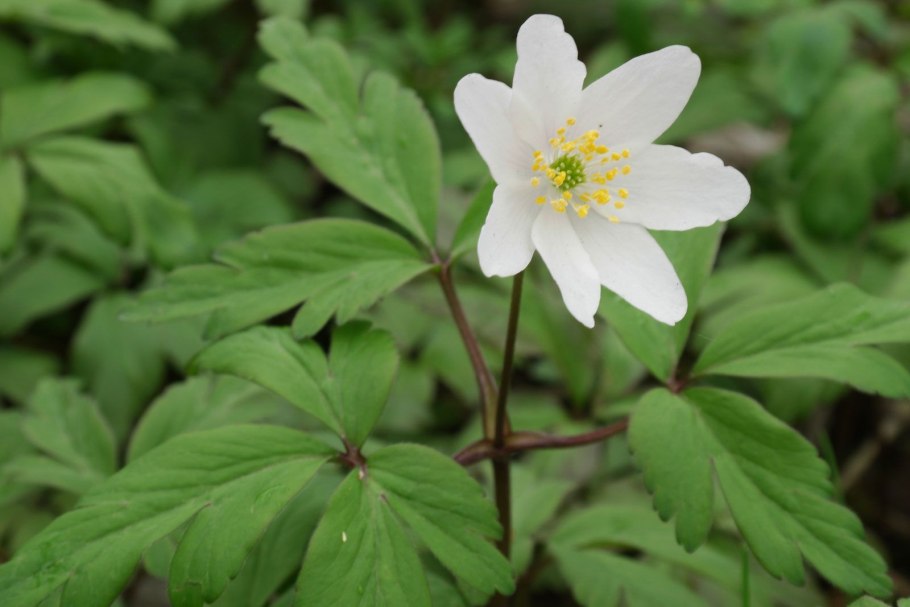 Ветреница Лесная (Anemone Sylvestris)