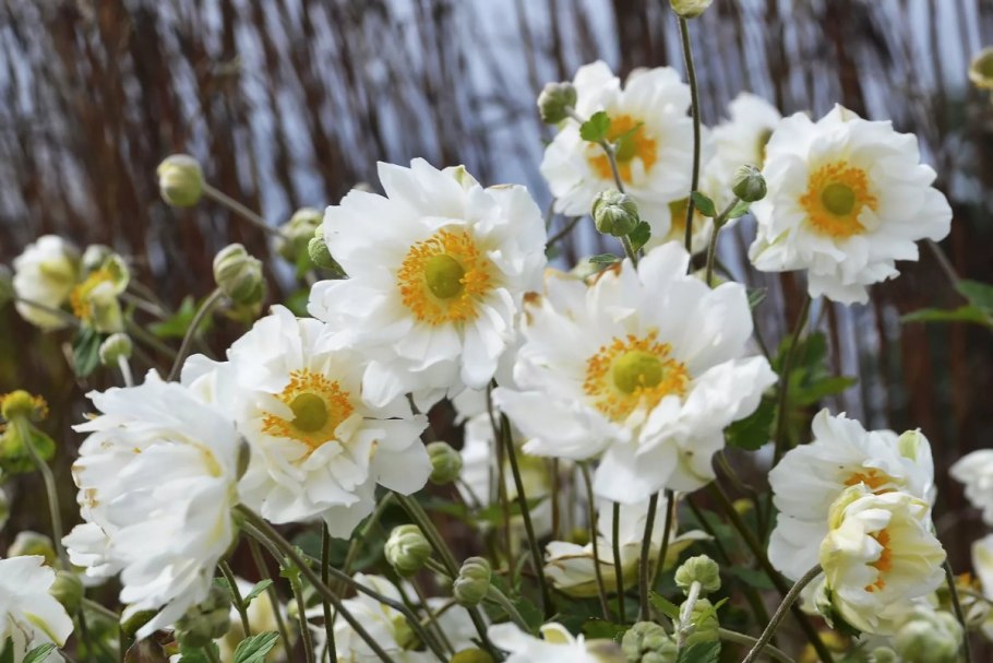 Анемона Лесная (ветреница Лесная)