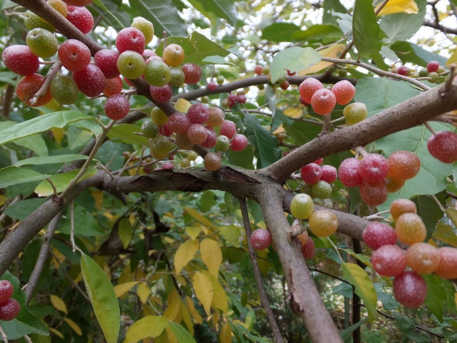 Лох зонтичный (Elaeagnus umbellata)