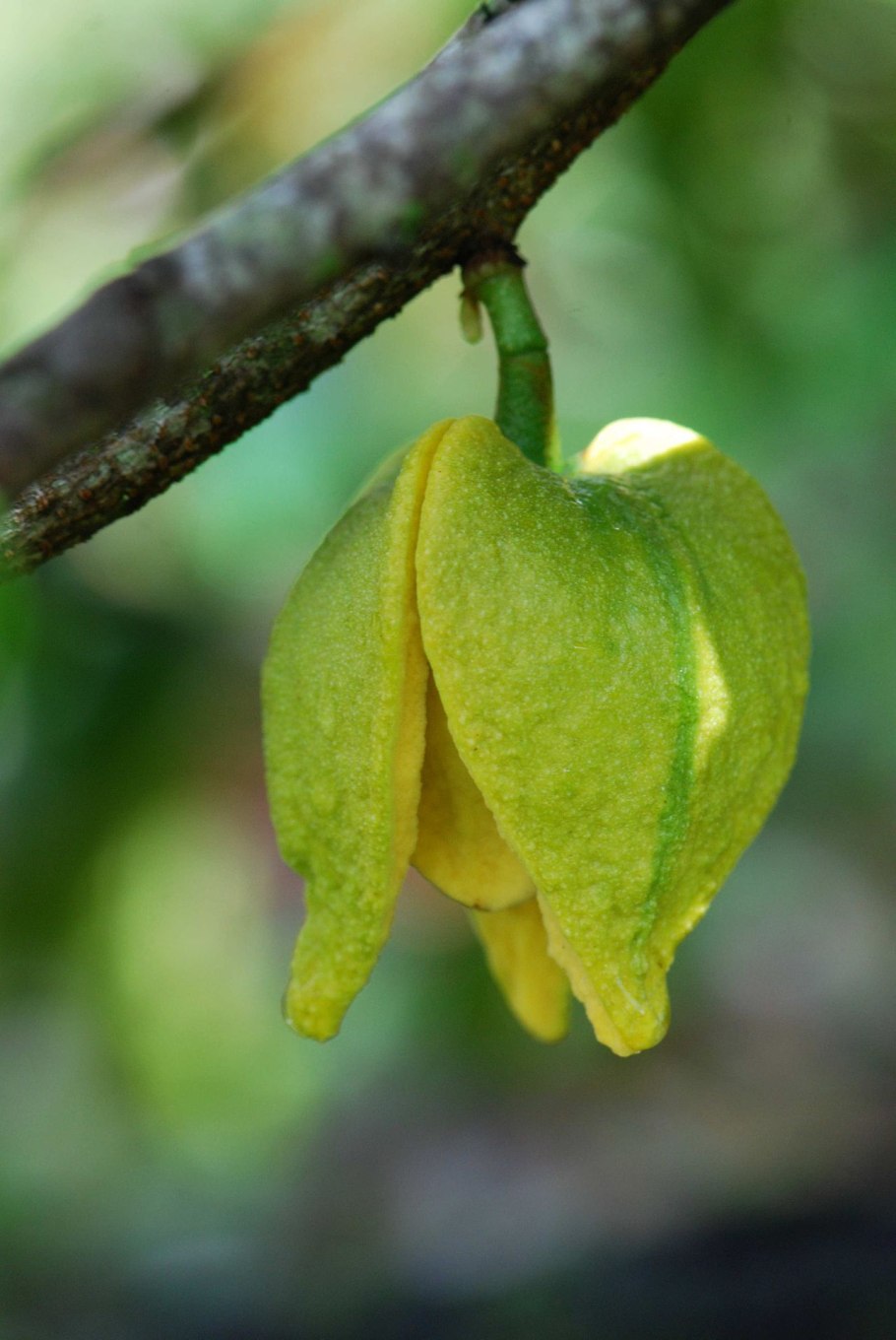 Annona muricata