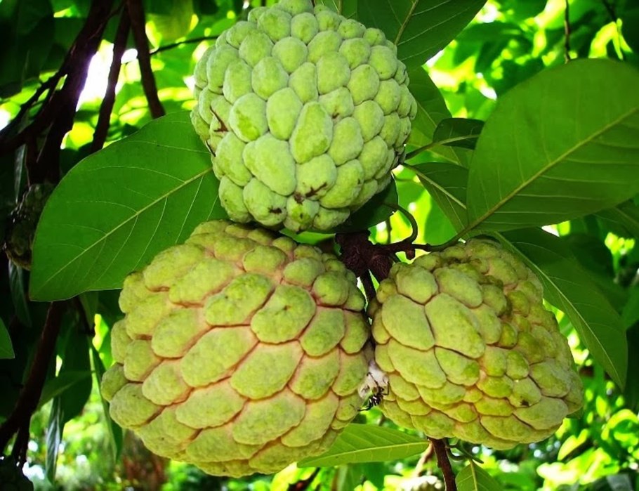 Аннона черимойя