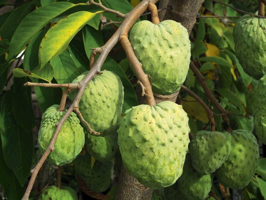 Черимойя фрукт