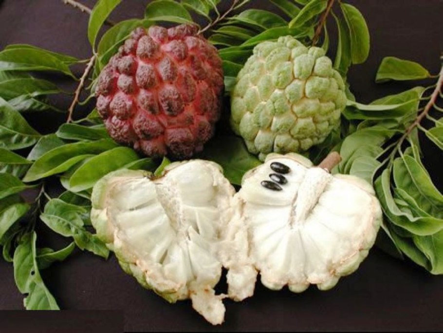 Аннона Сенегальская