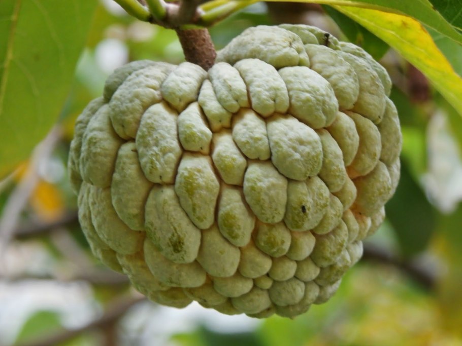 Аннона сахарное яблоко