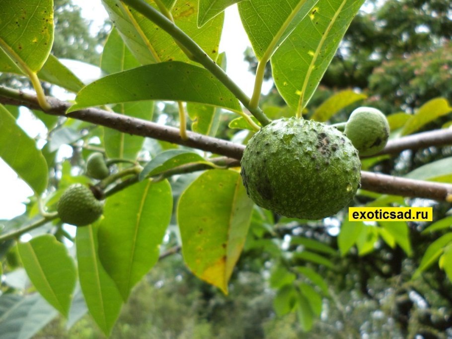 Аннона НОЙНА