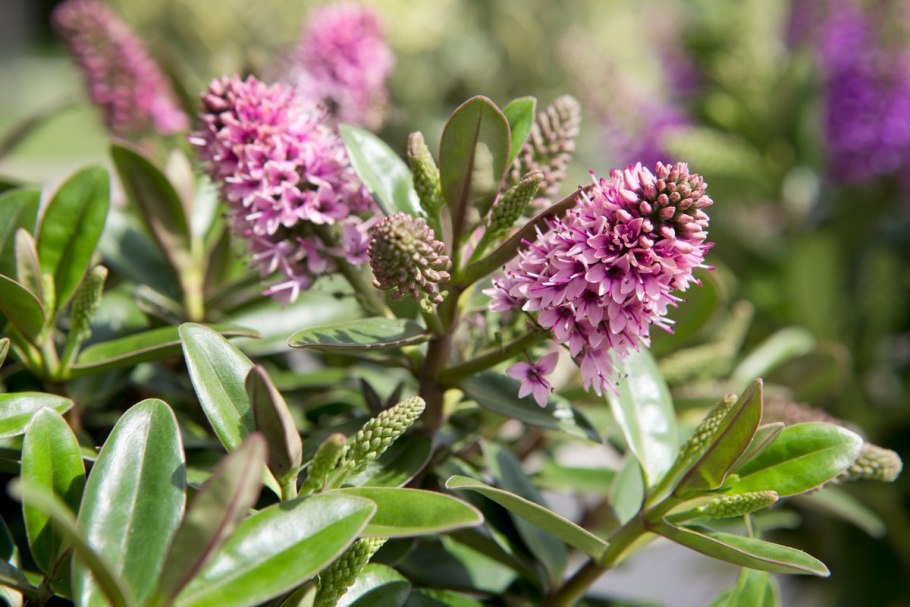 Ель Эмеральд 2.1 м