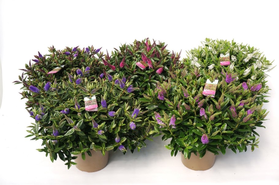 Цветок Addenda Donna