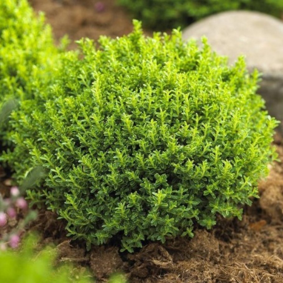 Хеби кустарник