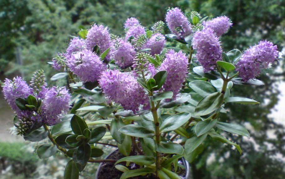 Расстение в горшках"-Хебе"уход