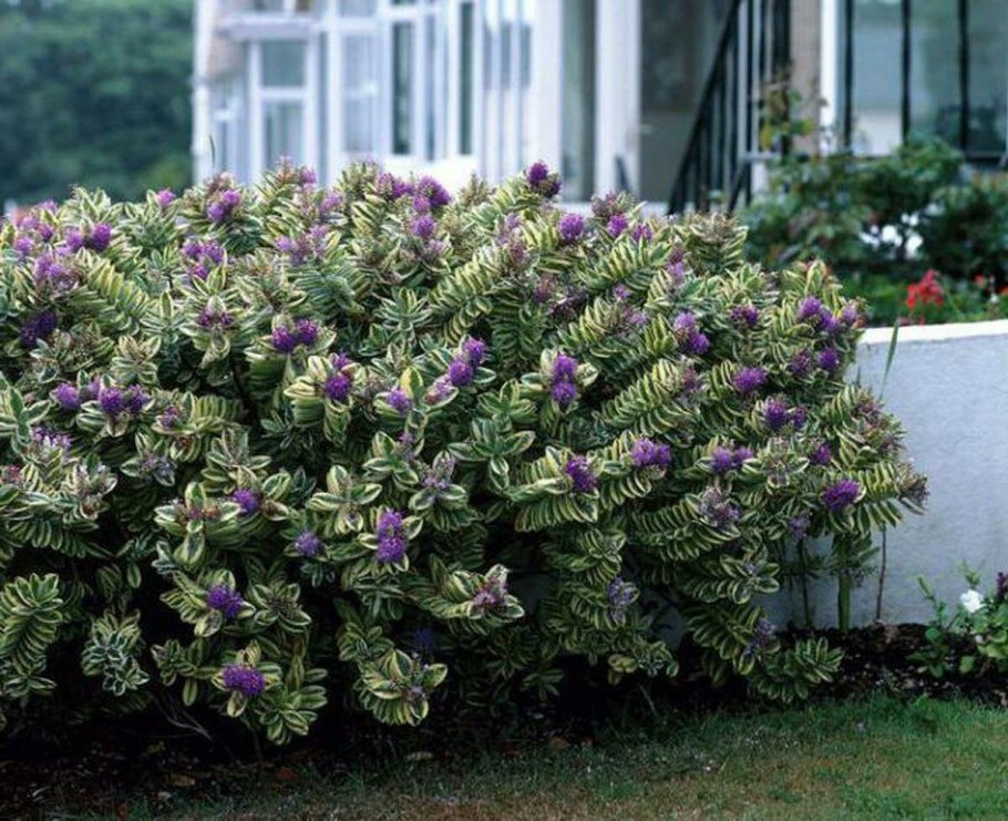 Хеббе цветок