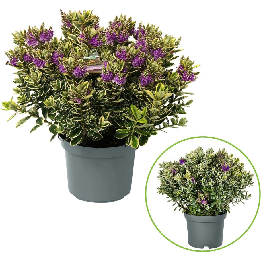 Цветок Addenda Donna