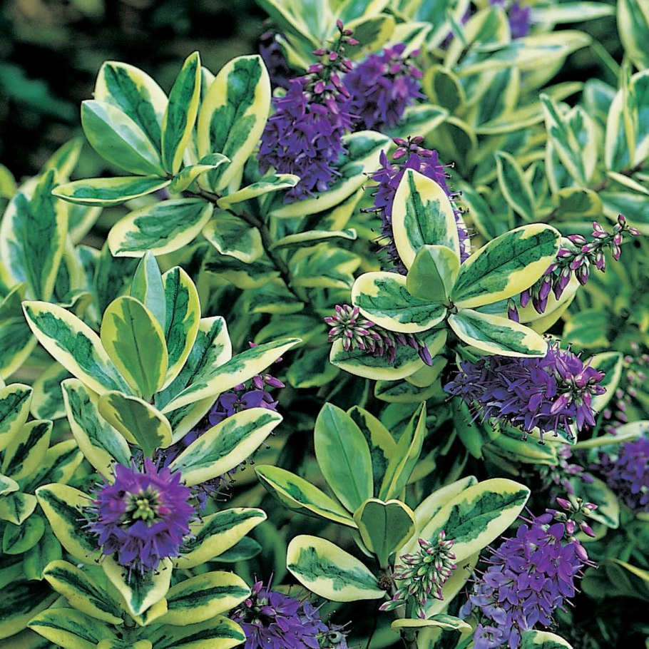 Кустарники микс (hebe, variegata) d12