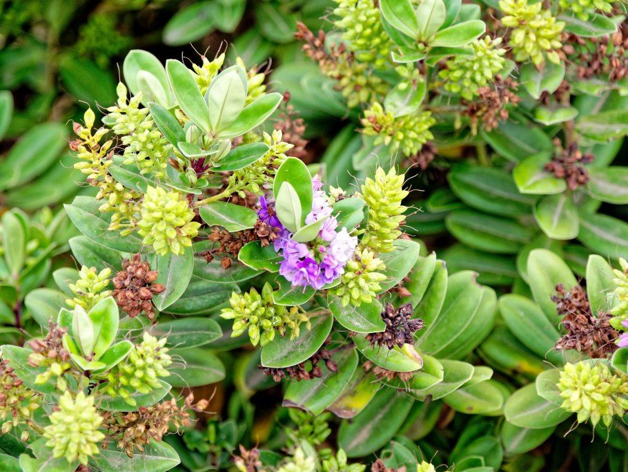 Addenda цветок