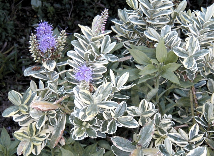 Хеба комнатное растение