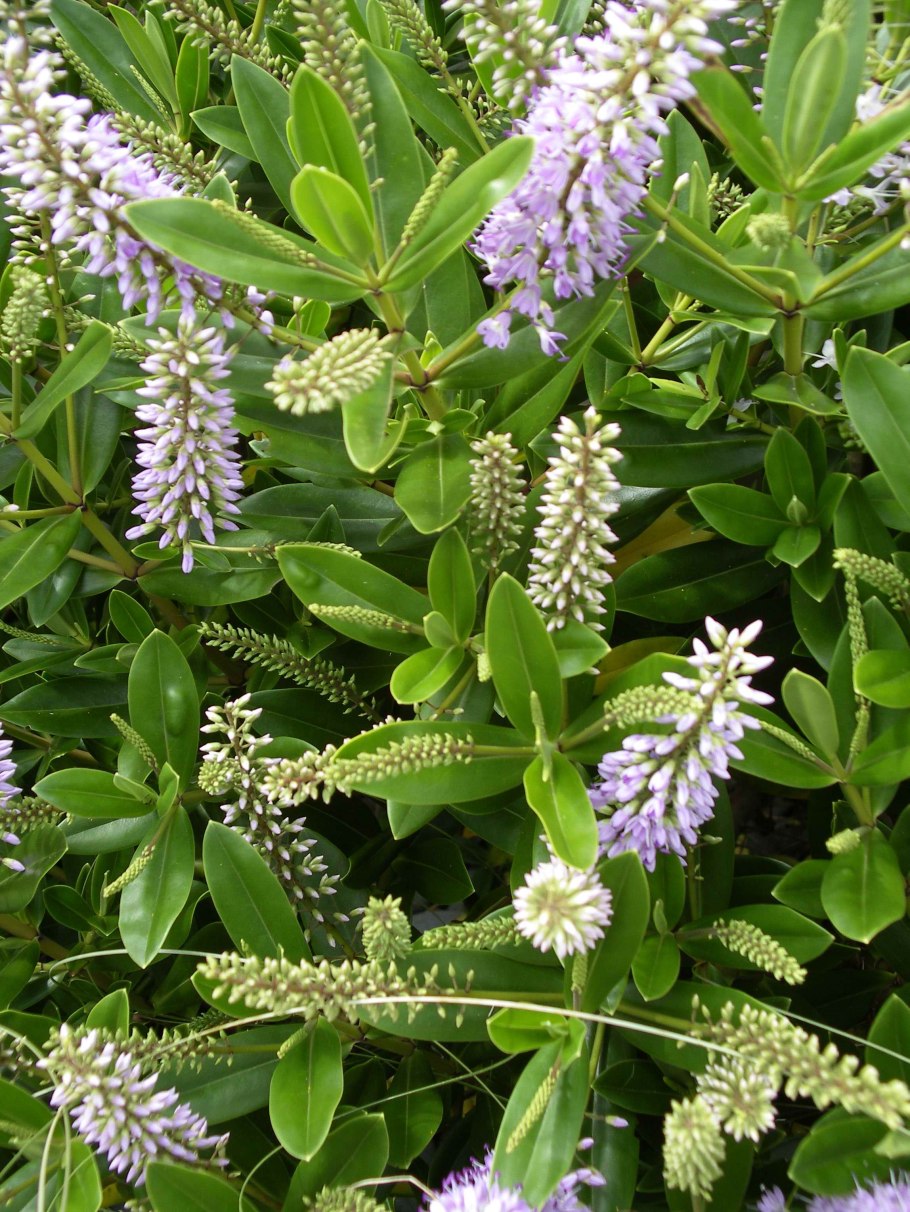 Хеба кустарник вечнозеленый