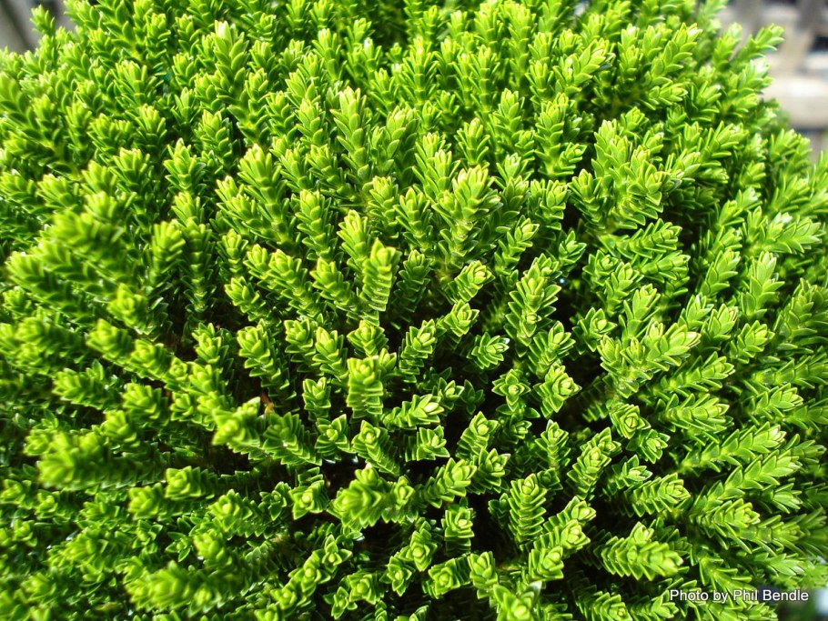 Shrubby Вероника