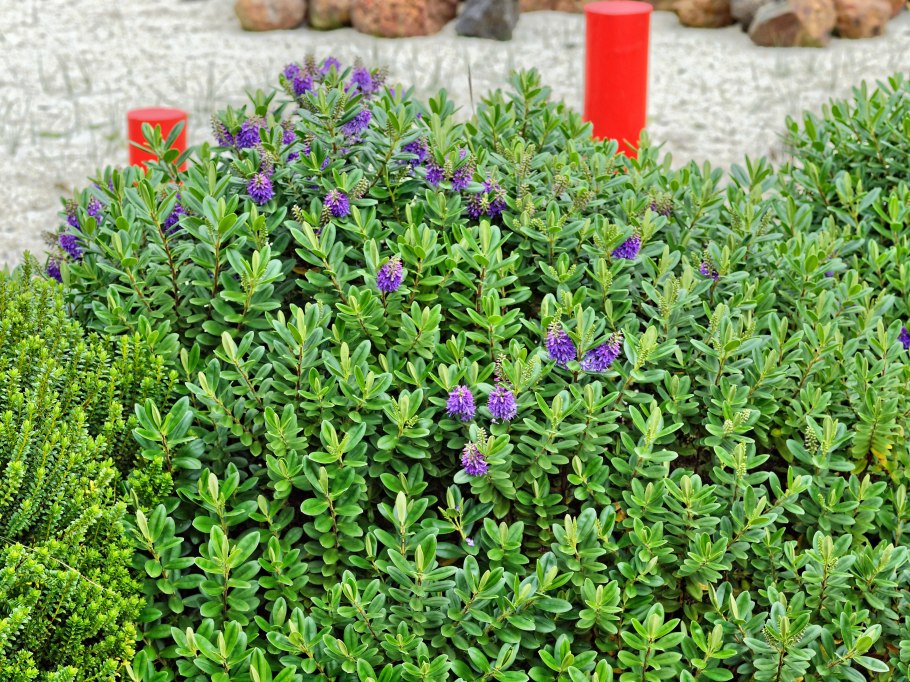 Хеба кустарник вечнозеленый