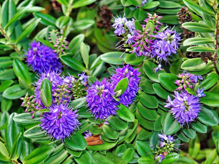 Андерсон растение