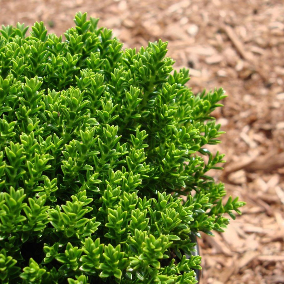 Вероника кустарниковая