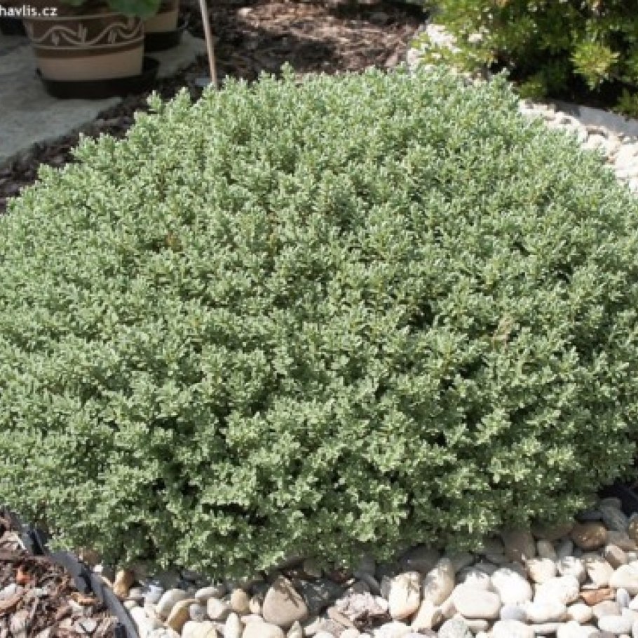 Sedum rupestre Blue Spruce