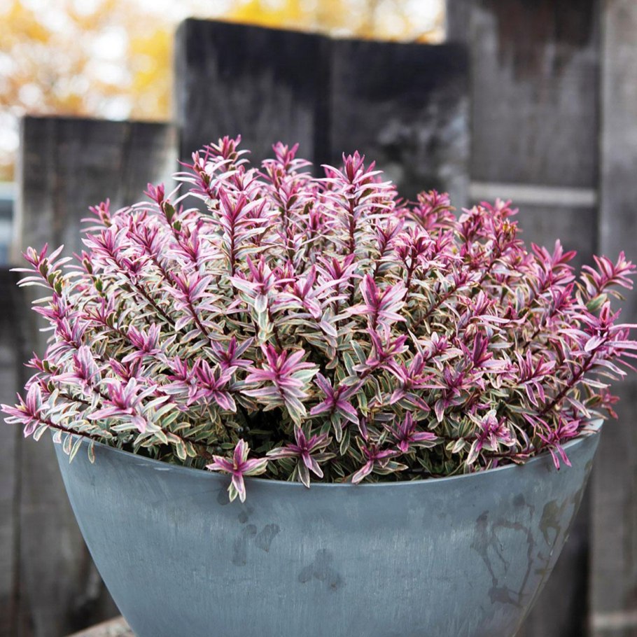 Адденда Донна