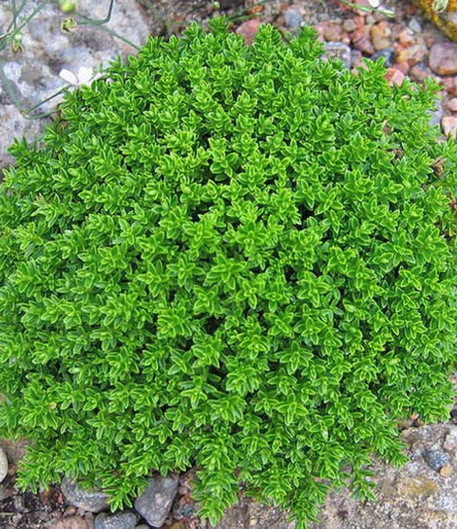 Genista pilosa 'Vancouver Gold' купить