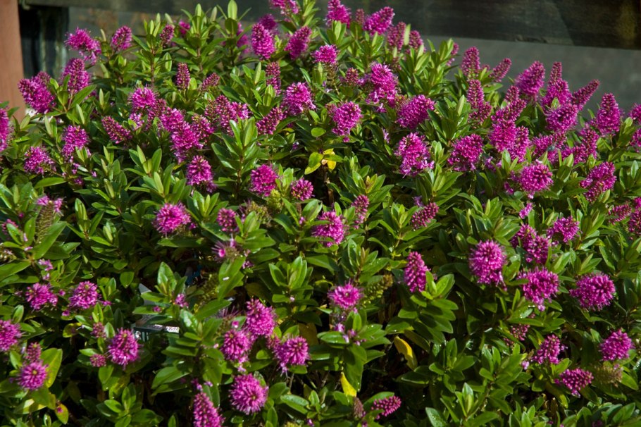 Хеббе кустарник