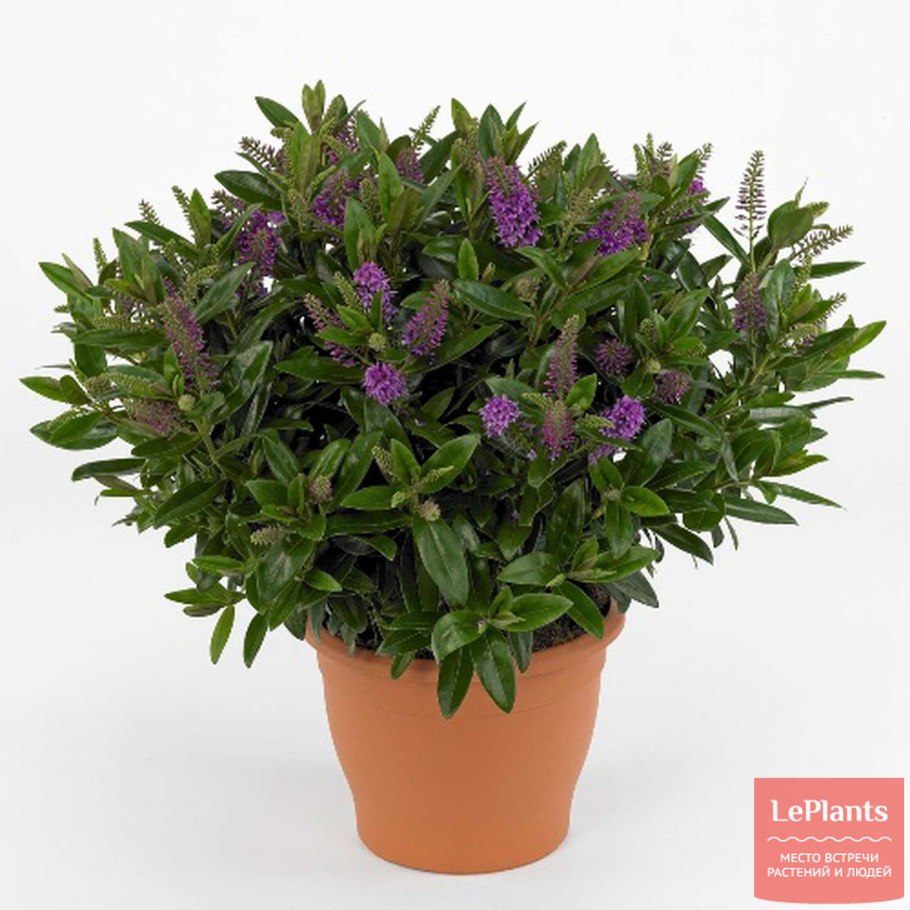 Вероника вариегатная