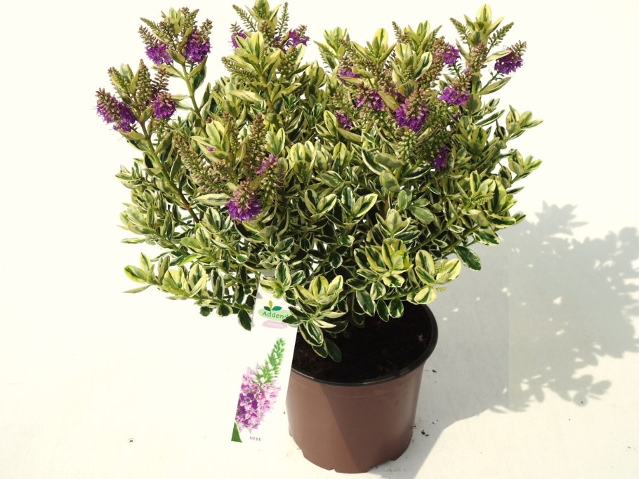 Хэбэ растение