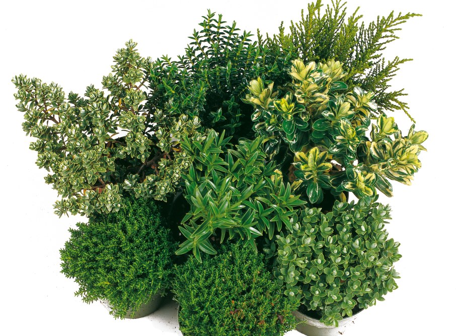 Кустарники микс (hebe, variegata) d12