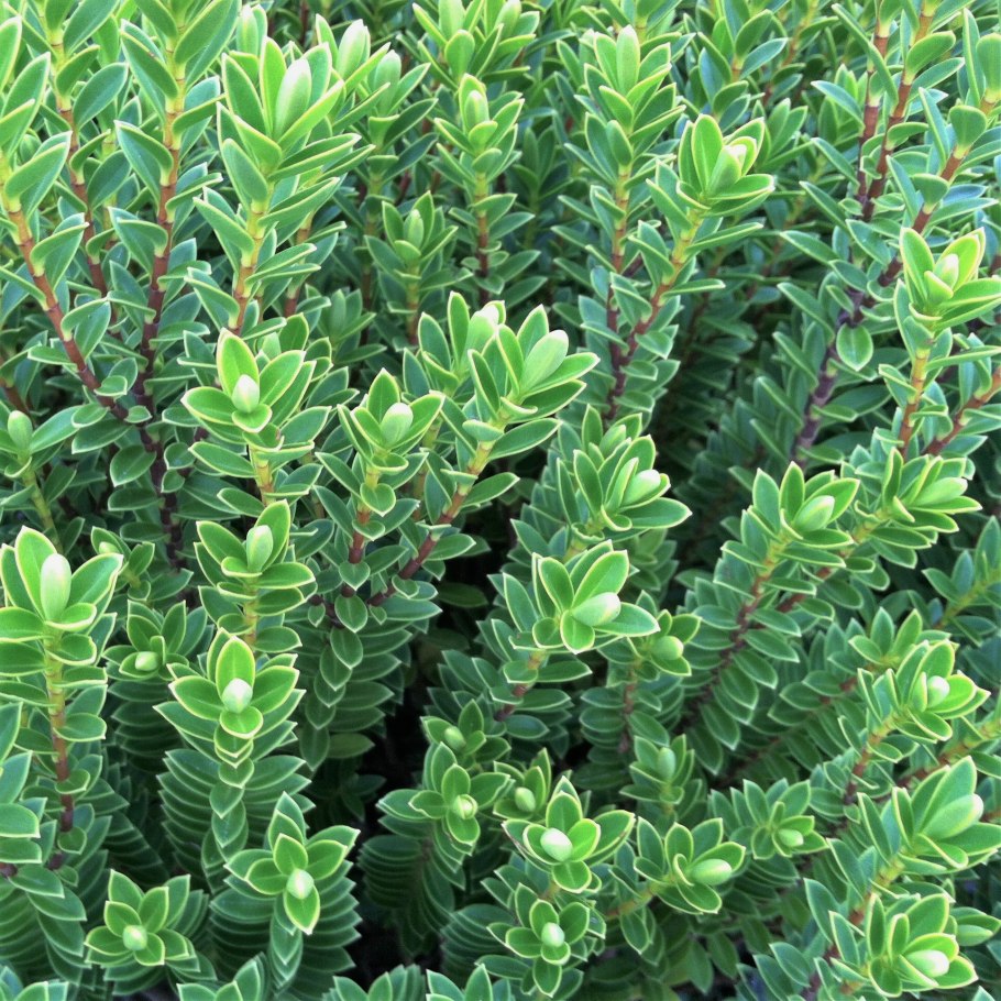 Буксифолия растение