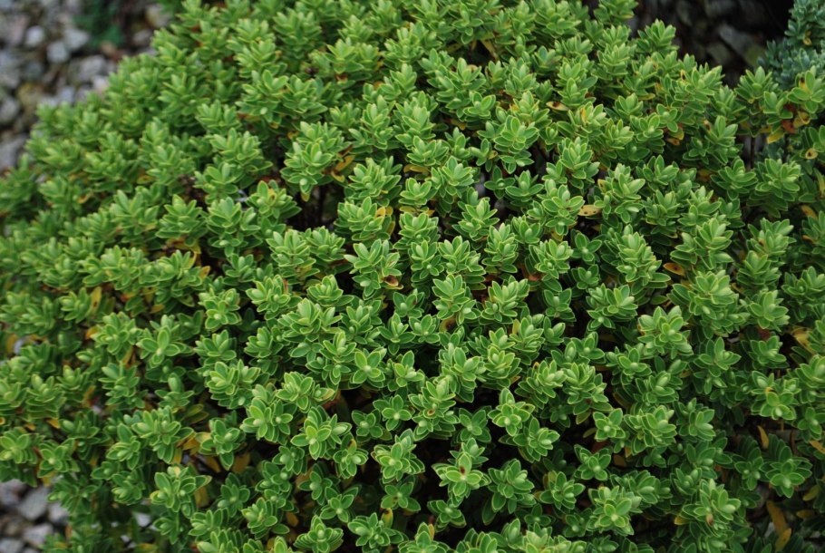 Хеба кустарник вечнозеленый