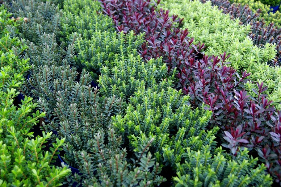 Вероника кустарниковая фото