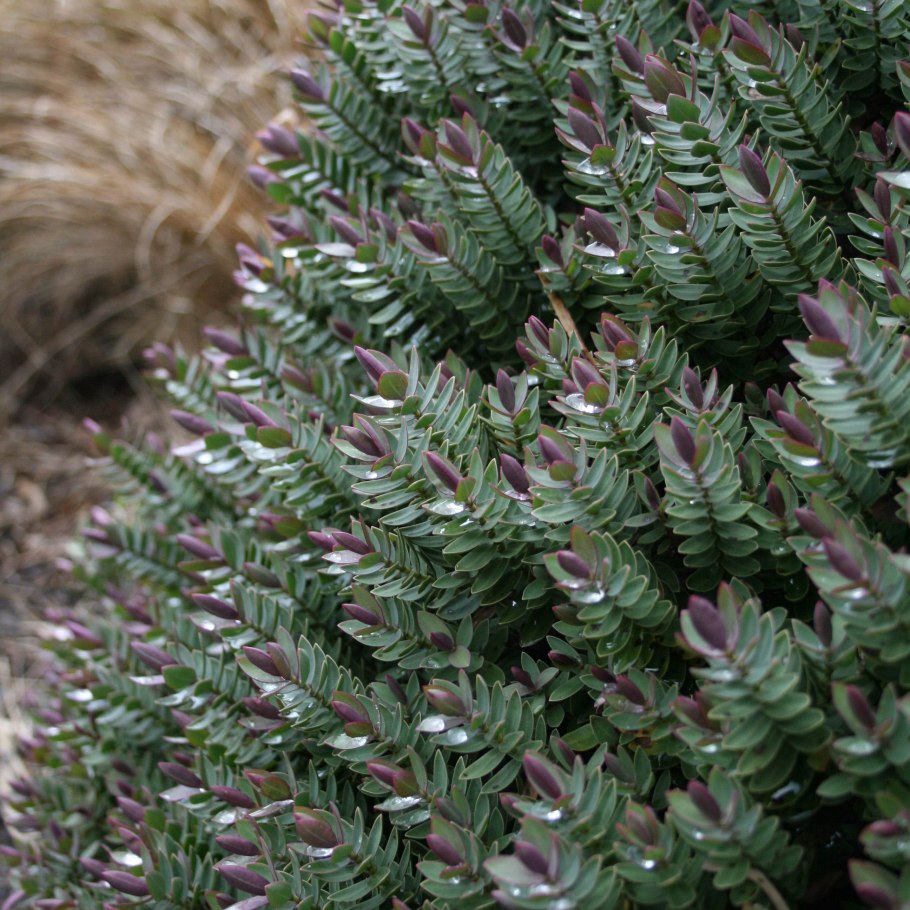 Эмеральд Грин Хризантема