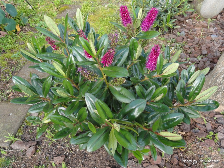 Кустарники микс (hebe, variegata) d12