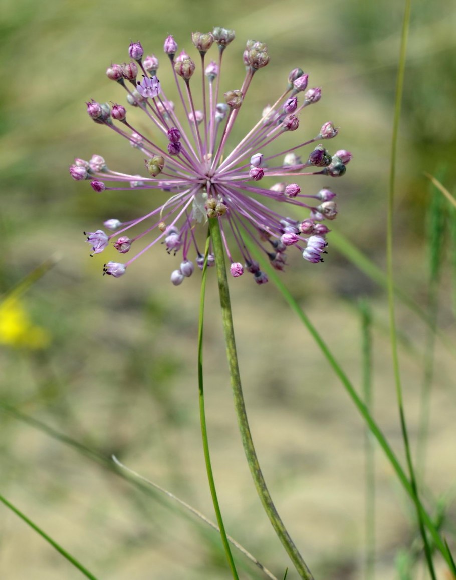 Allium suaveolens