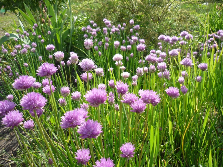 Лук шнитт цветок