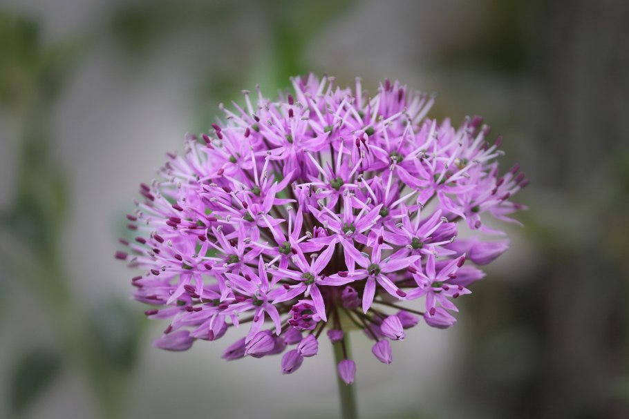 Allium austrosibiricum