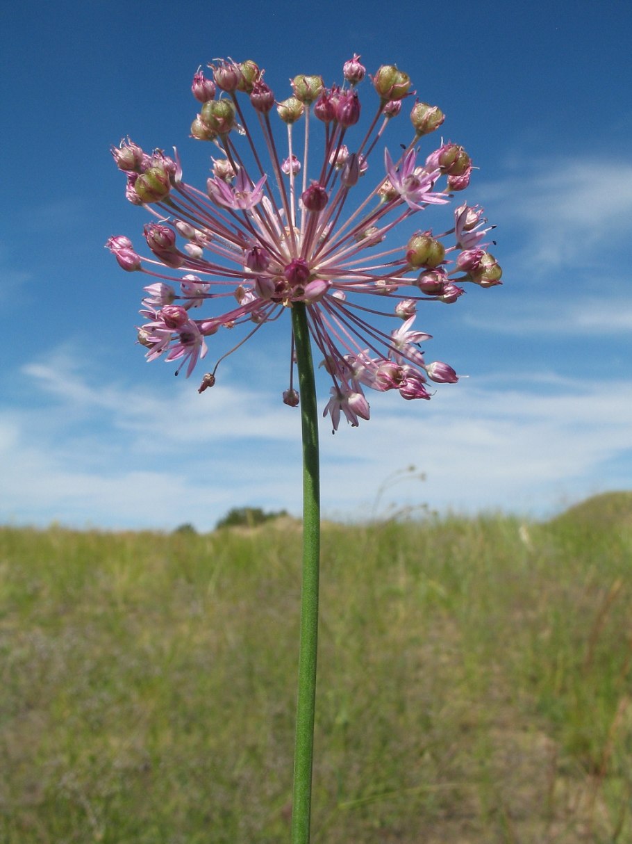 Allium delicatulum