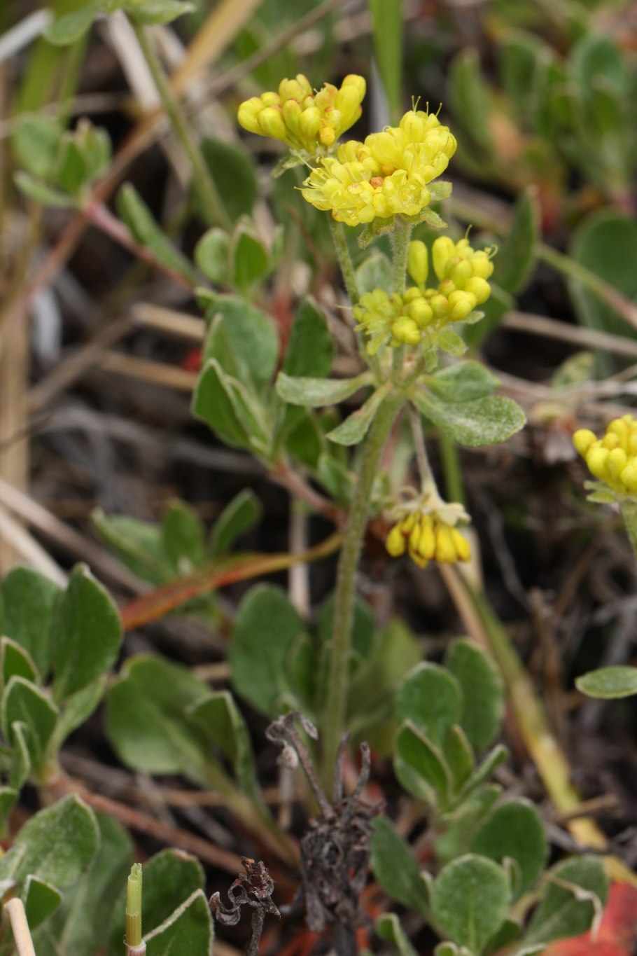 Eriogonum heracleoides