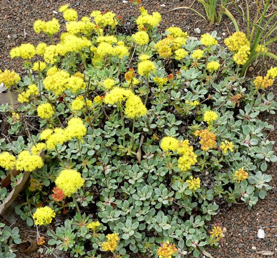 Eriogonum Kennedy