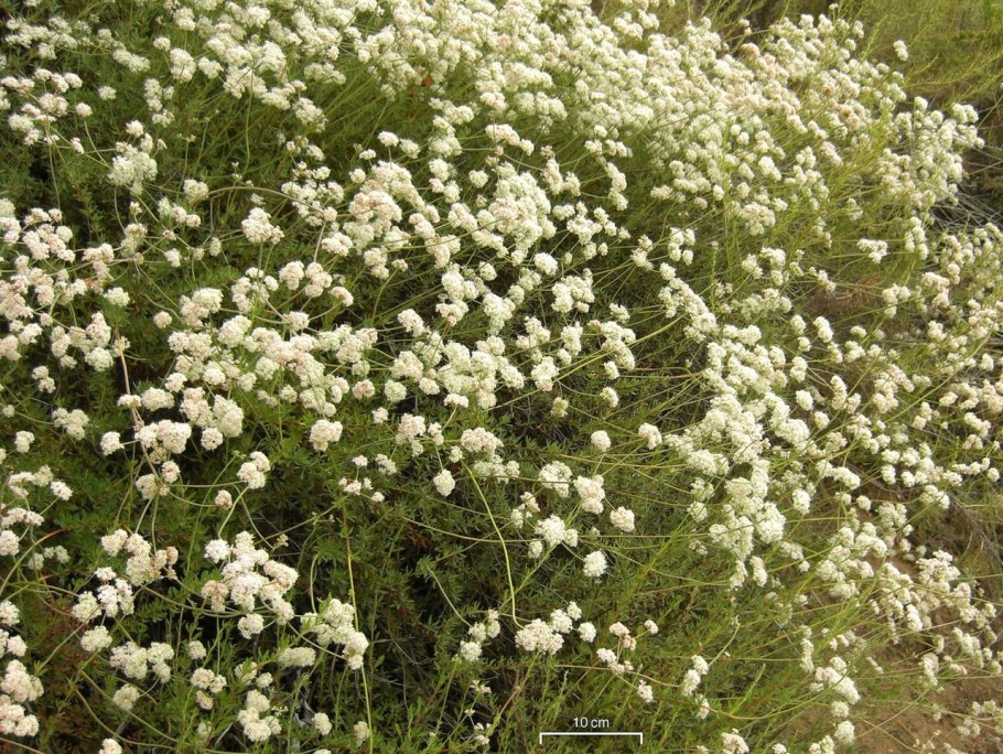 Eriogonum villiflorum